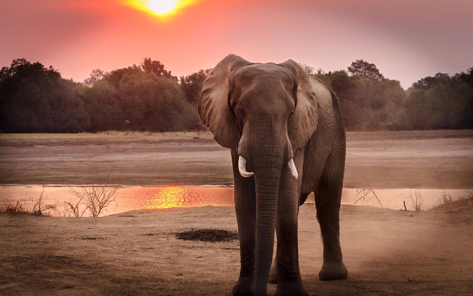 Pray for Wildlife - An Elephant