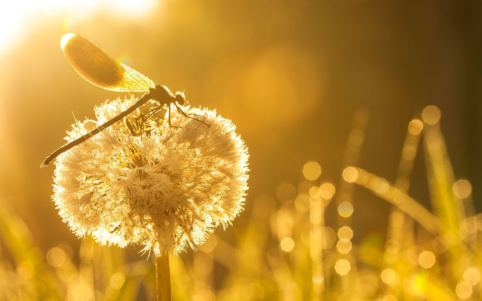 Dragonfly rests on a dandelion