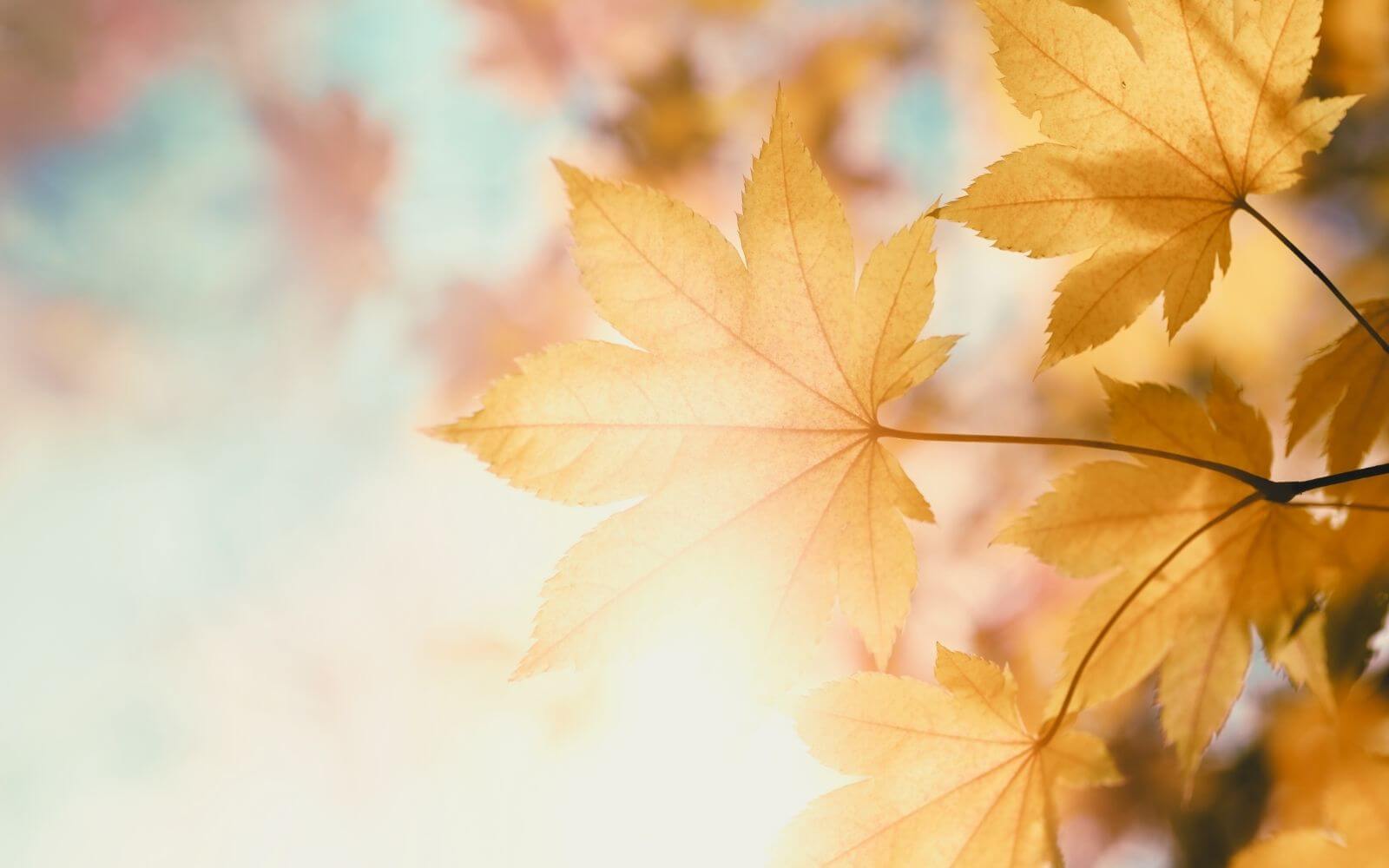 Beautiful Golden Leaves