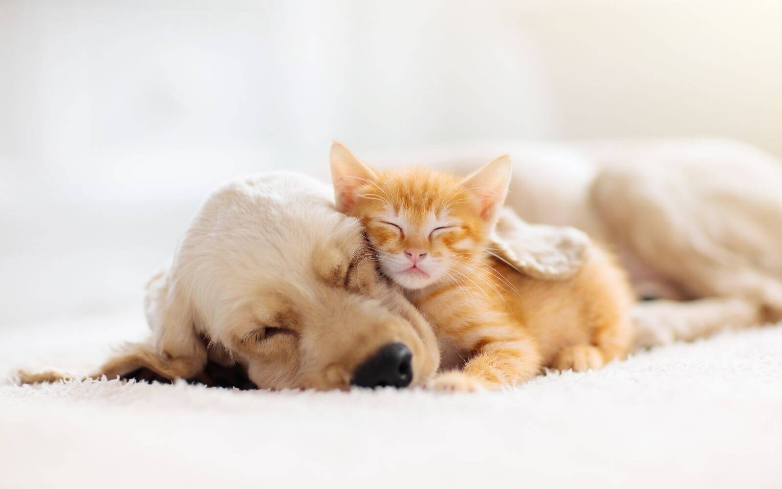 Cute Kitten and Puppy